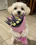 FB_IMG_1741632338809.thumb.jpg.52421b593589ea530ae2c68c9ce4dfaa.jpg